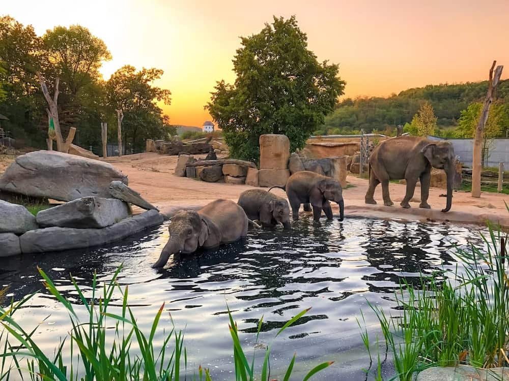 Prague Zoo — 2