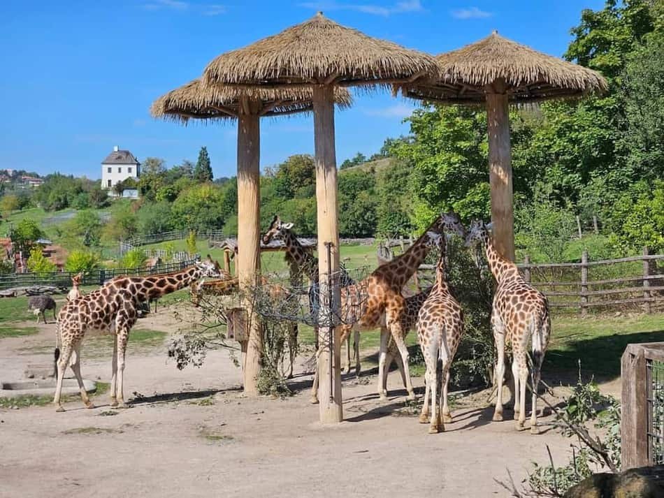 Prague Zoo — 3